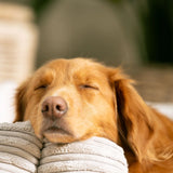 High Wall Bed For Dogs in Essentials Plush – Navy Plush, Without Personalization pour les activités extérieures